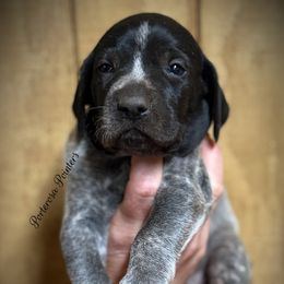 Bodhi - Black roan male German Shorthaired Pointer puppy in Virginia from P3 Kennel