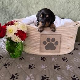 Black and Cream Male 2 - Black and cream male Dachshund puppy in Delta, Colorado from Weinderful Dachshunds