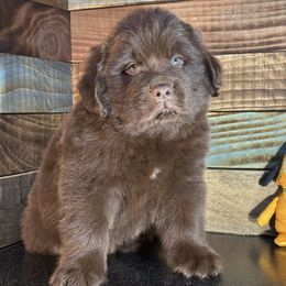 Pluto - Brown male Newfoundland puppy in Tully, New York from Bear Paw Newfoundlands