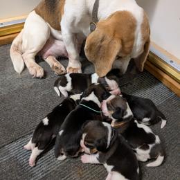 Red - Black tan and white female Beagle puppy in Vallejo, California from Tailwindfarm