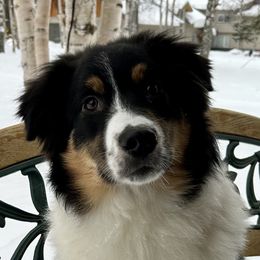Dante’ - Australian Shepherd