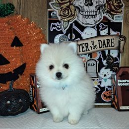 TEDDY BEAR Boy 1 - White male Pomeranian puppy in Lore City, Ohio from Tonia's Pomeranians