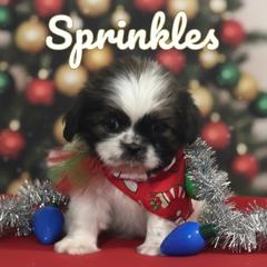 Sprinkles - Black and white female Shichon puppy in Brainerd, Minnesota from Angie’s Teddy Bear Puppies Minnesota