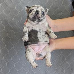 Sweet Pea - Blue female French Bulldog puppy in Thornton, Colorado from Short Leg Frenchies