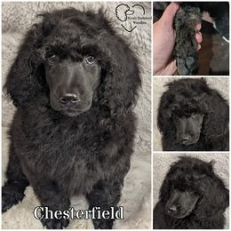 Poodle Puppies from Kvali Standard Poodles