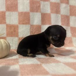 Diesel - Black male Chihuahua puppy in Beckemeyer, Illinois from Guardian’s of the Chihuahuas