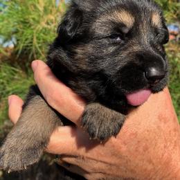 German Shepherd Puppies from Freitag Kennels