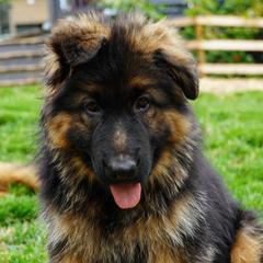 Red Collar - Black and red female German Shepherd puppy in Howell, Michigan from Sheyenne’s Shepherds