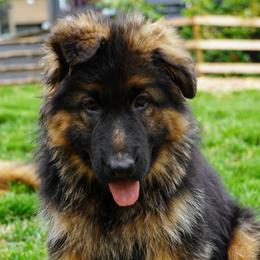 Red Collar - Black and red female German Shepherd puppy in Howell, Michigan from Sheyenne’s Shepherds
