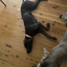 Weimaraner Puppies from Georgia Line Weimaraners