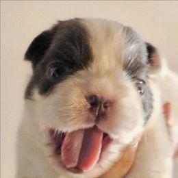 Boy 1 - Black and white male French Bulldog puppy in High Ridge, Missouri from St Louis Frenchies