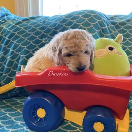 Goldendoodle Puppies from Scranton Goldendoodles