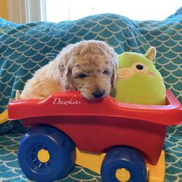 Goldendoodle Puppies from Scranton Goldendoodles