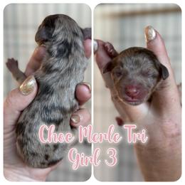 Girl 7 - female Bernedoodle puppy in Youngstown, Florida from Wonderland’s Boujie Kennels