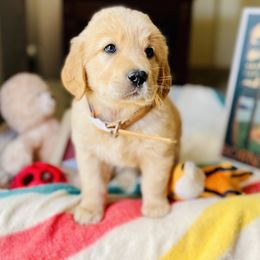 Golden Retriever Puppies from TaylerMade Goldens