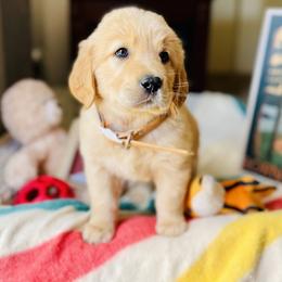 Golden Retriever Puppies from TaylerMade Goldens