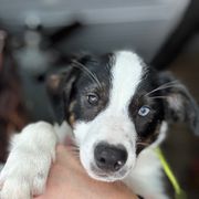 Drax - male Sporty Mix puppy in Huntingtown, Maryland from Riverside Collies-n-Critters