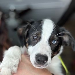 Drax - male Sporty Mix puppy in Huntingtown, Maryland from Riverside Collies-n-Critters