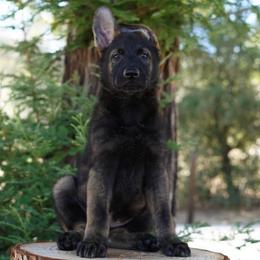 Ronan - Sable male German Shepherd puppy in Coarsegold, California from Yosemite Shepherds