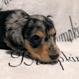 Female 2 - Dapple female Dachshund puppy in Columbus, Ohio from Bumpkins Dachshunds