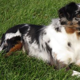 Miniature American Shepherds from Richard Bray