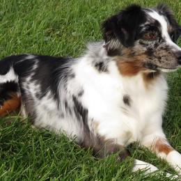 Miniature American Shepherds from Richard Bray