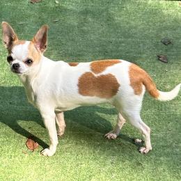 Red - Chihuahua