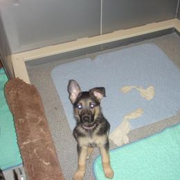 Girl 4 lavender collar -Lotte - Black and tan female German Shepherd puppy in Nye, Montana from Duke AKC Shepherds