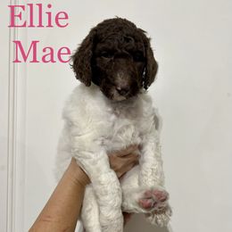 Poodle Puppies from Post Falls Poodles
