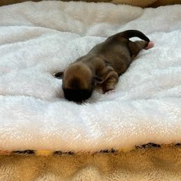 Callie - Brindle female Shih Tzu puppy in Reading, Michigan from You Little Shih-tzu’s 😊