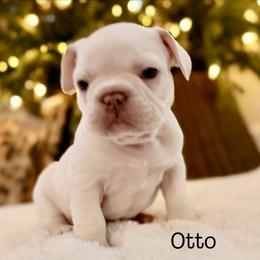 Boy 4 - male French Bulldog puppy in Hudsonville, Michigan from Willow Farm