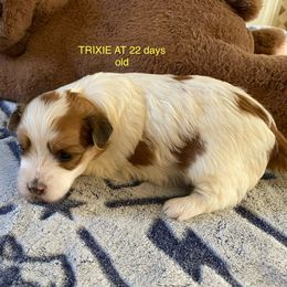 Trixie - Fawn sable female Havanese puppy in Hudson, New York from Havanese of Claverack and Hudson Valley Labradors