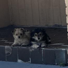 Shih Tzu, Shorkie, and Yorkshire Terrier Puppies from Tiny Tales Co.