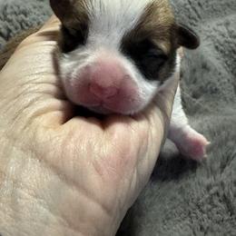 Corrie - Red female Pembroke Welsh Corgi puppy in Brashear, Texas from Sherwood Acres Pembrokes