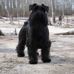 Valya - Miniature Schnauzer
