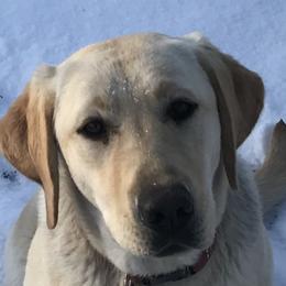 Maddon - Labrador Retriever
