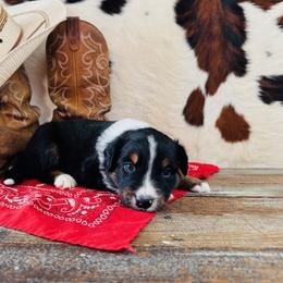 KODA - Black tri-color male Australian Shepherd puppy in Durand, Wisconsin from Larson’s Legacy Aussome Aussie Kennels