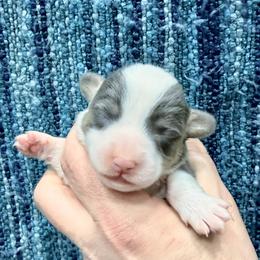 Polar Bear - Black and tan male Pembroke Welsh Corgi puppy in Ashland, Ohio from SS Australian Shepherds