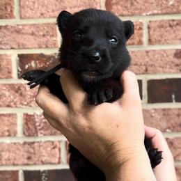 Male 3 - Black brindle male Dutch Shepherd puppy in Fayetteville, North Carolina from Iron Sight K9s