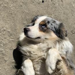 Casper - Miniature American Shepherd