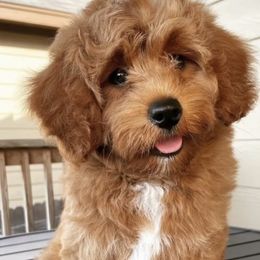 Bernedoodles and Cavapoos from Cariad Doodles