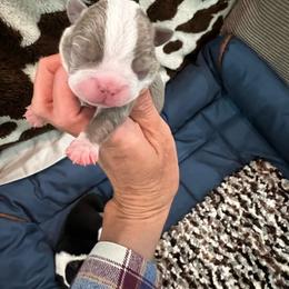 Boy 1 - Blue male Boston Terrier puppy in Coopertown, Tennessee from Toon’s Boston Terriers