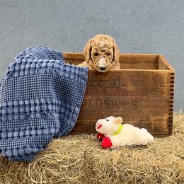 'Cricket': Muddy Foots Fast as Lightning - Apricot female Poodle puppy in Orlando, Florida from Sabrina Beck