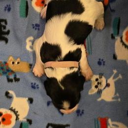 Buffy - Black and white female English Springer Spaniel puppy in Palisade, Colorado from Bigfoot's Kennel