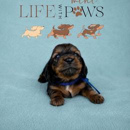 Ash(blue) - Black and tan male Dachshund puppy in Palm Bay, Florida from Life With Mini Paws
