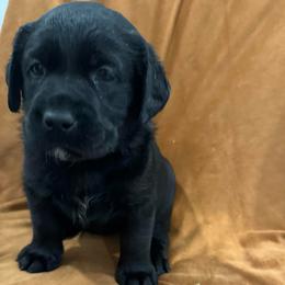 Girl 1 brown collar - Black female Labrador Retriever puppy in Ledyard, Connecticut from Outback Stables