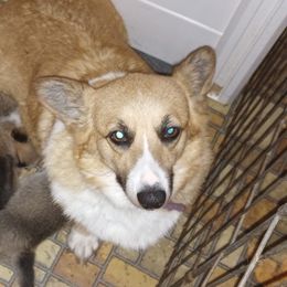 Paris - Pembroke Welsh Corgi