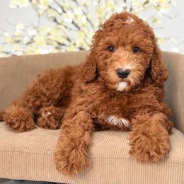 Honey - Red  female Goldendoodle puppy in Yuciapa, California from AlltheDoodlez_