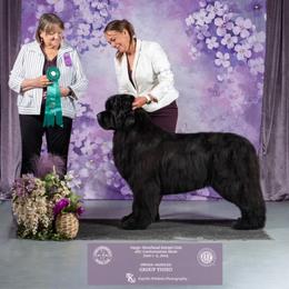 Newfoundland puppies from Faithful Acres Newfs