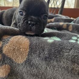 Mac - Brindle male French Bulldog puppy in Newalla, Oklahoma from Fuzzy Angels